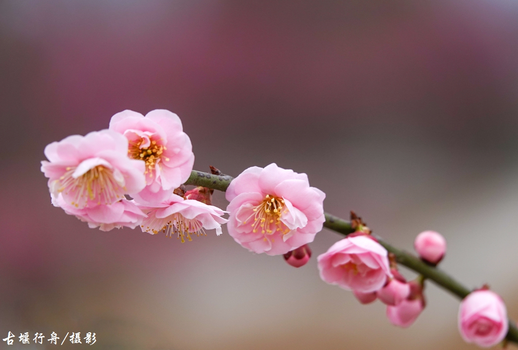 大观问花村赏