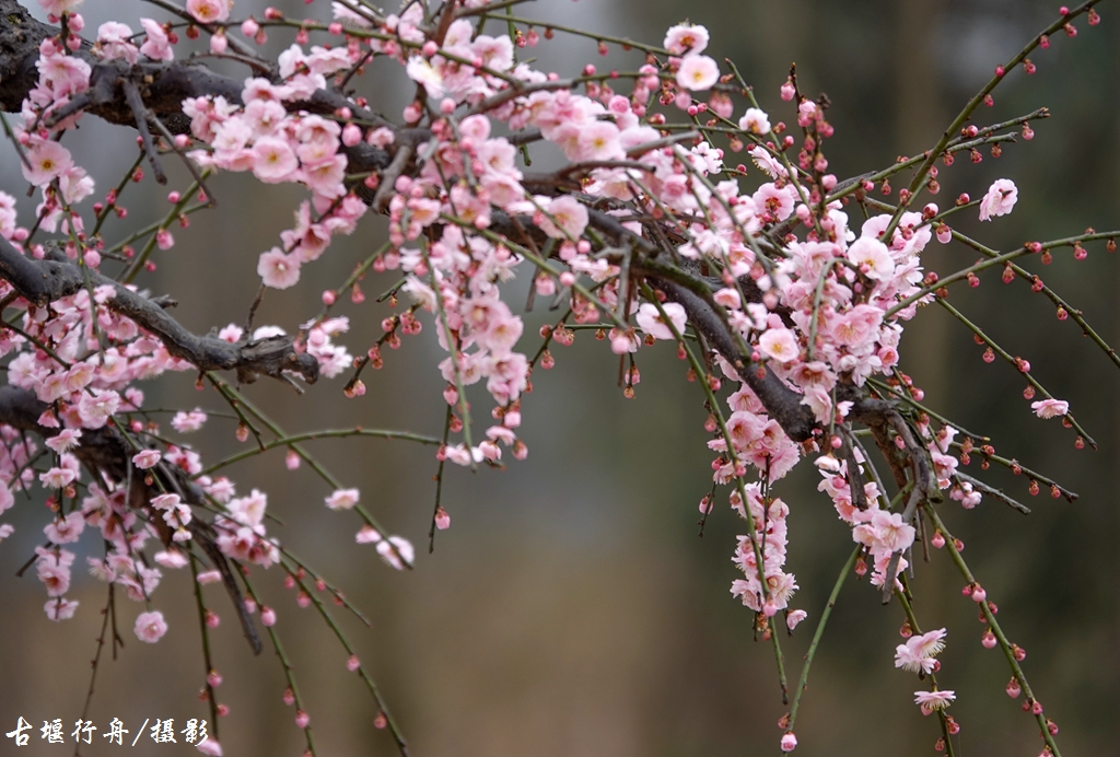 大观问花村赏