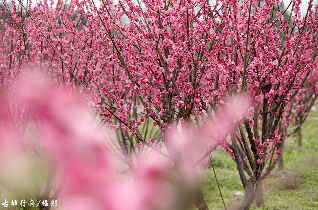 大观问花村赏