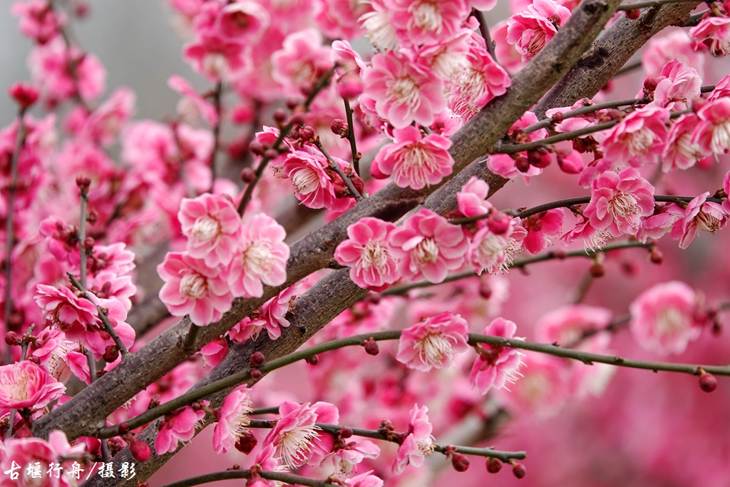 大观问花村赏