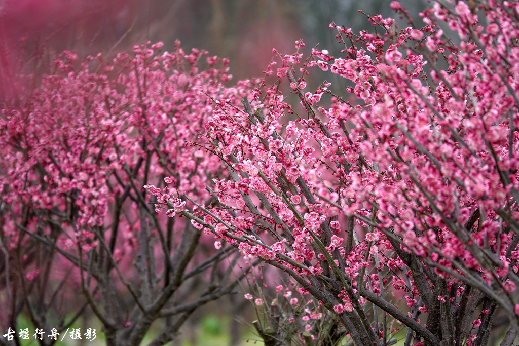 大观问花村赏