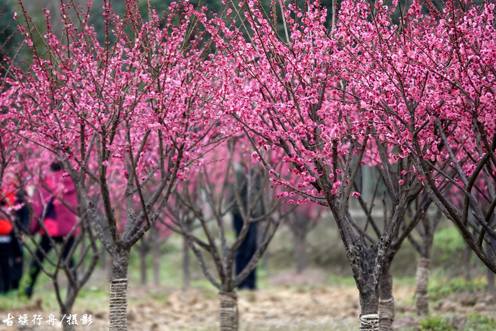 大观问花村赏