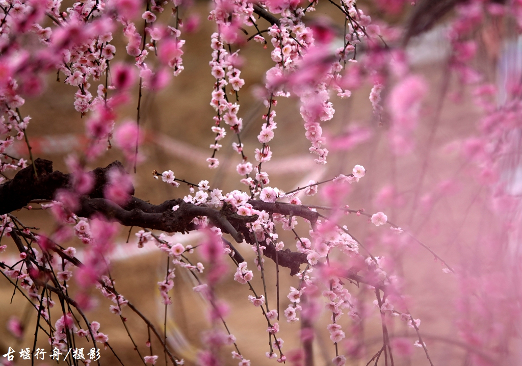 大观问花村赏