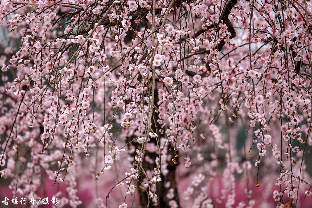 大观问花村赏