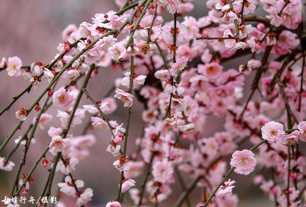 大观问花村赏