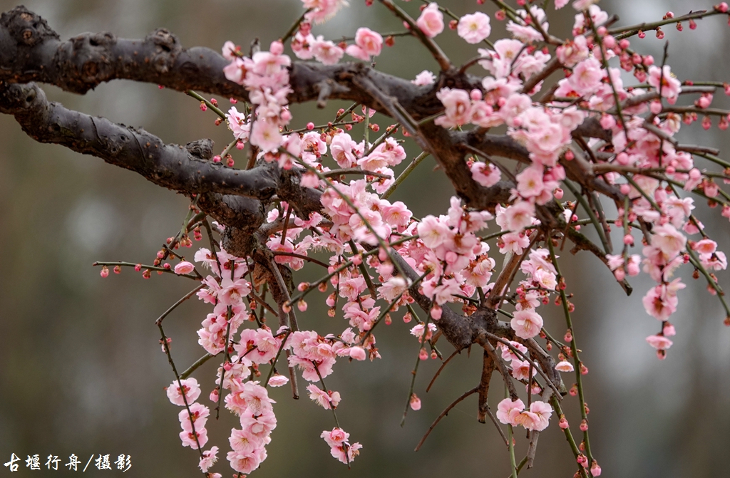 大观问花村赏