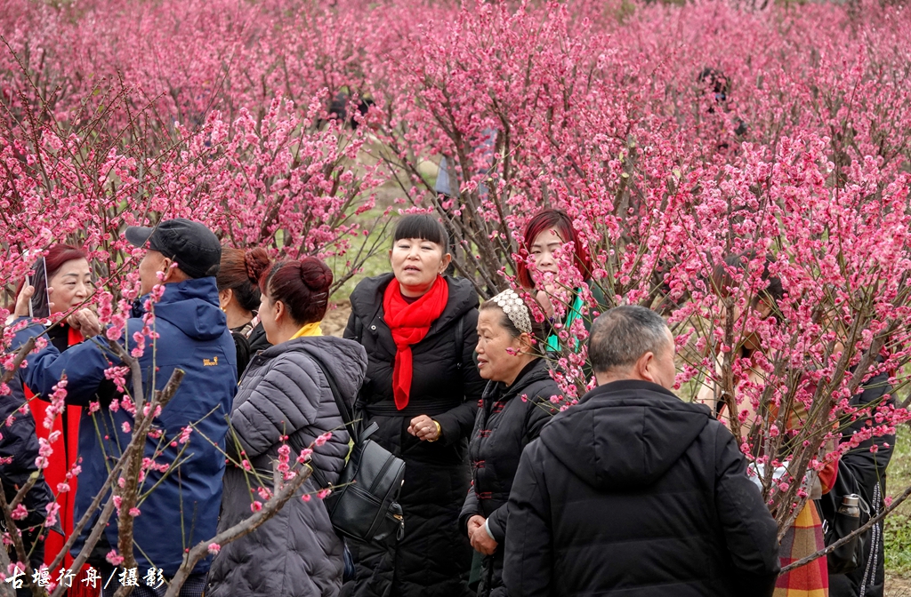 大观问花村赏