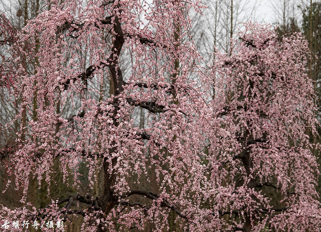 大观问花村赏