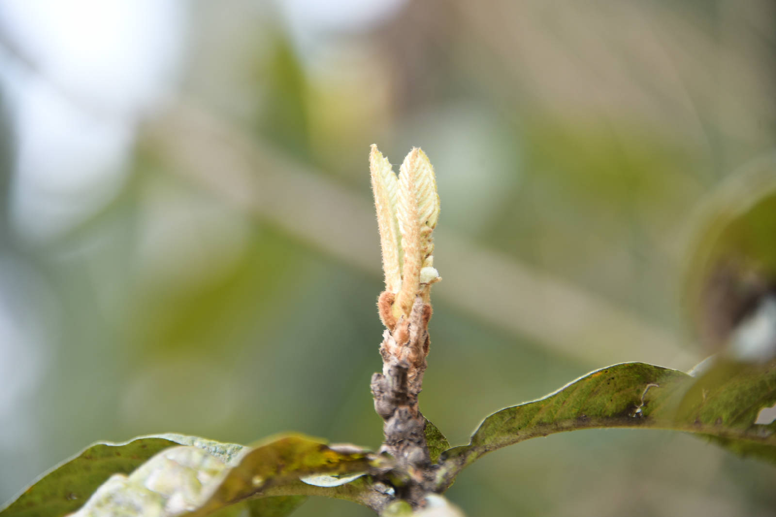 DSC_9769.JPG