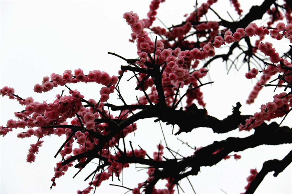 IMG_4102_副本.jpg