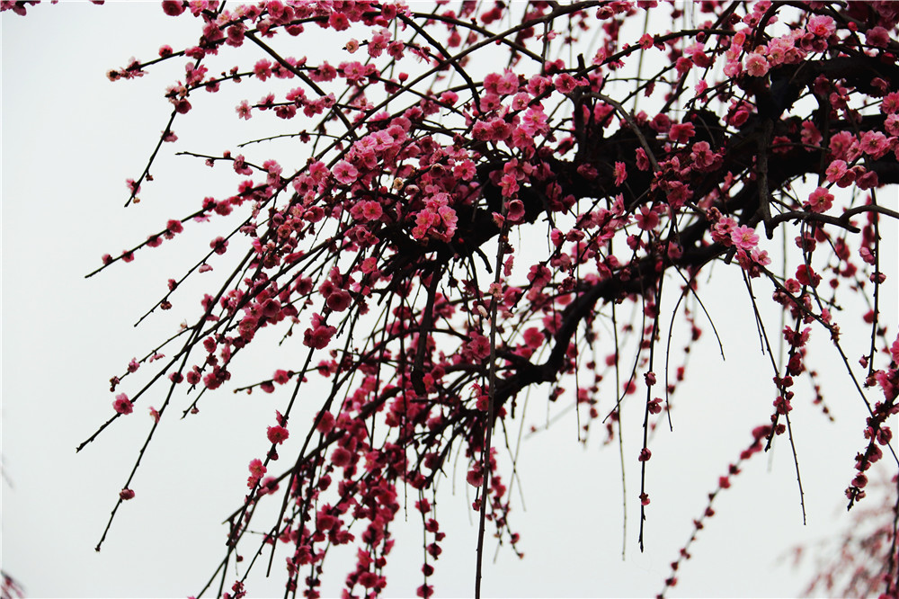 IMG_4177_副本.jpg
