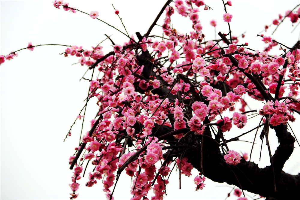 IMG_4186_副本.jpg