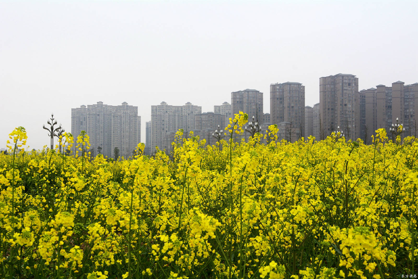 油菜