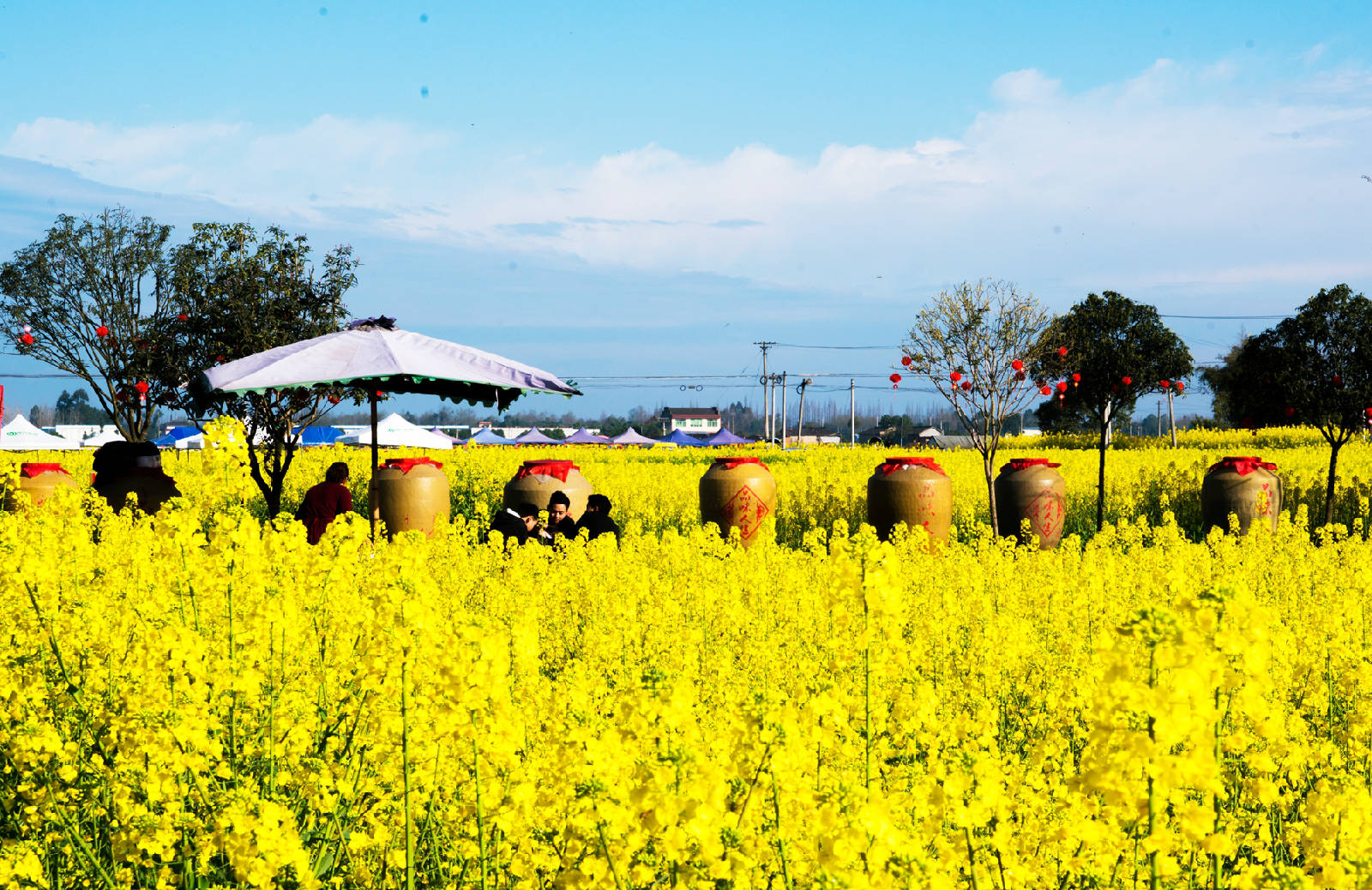 道明竹艺村油菜花图片