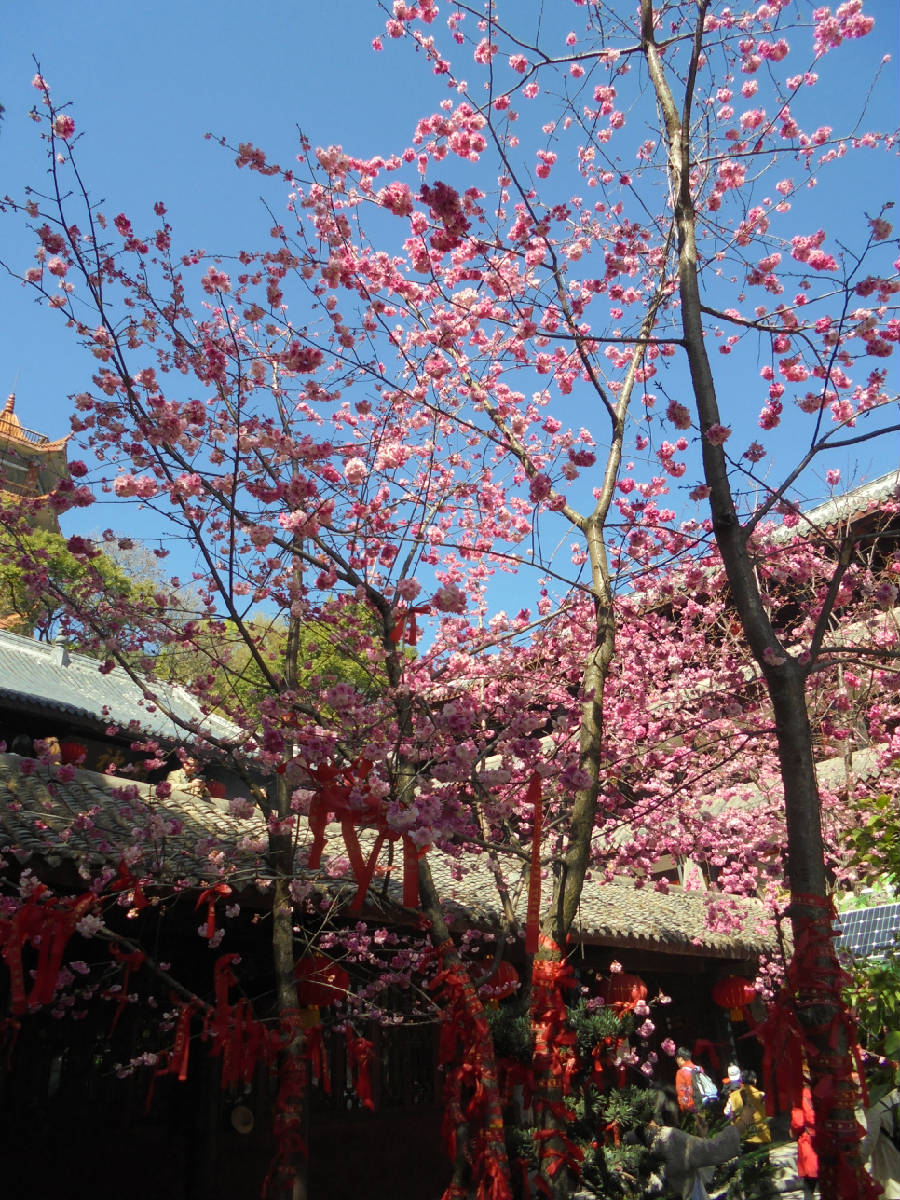 今又去泸山上的光福寺看樱花 再拍这又粉又白又红的美丽樱花!