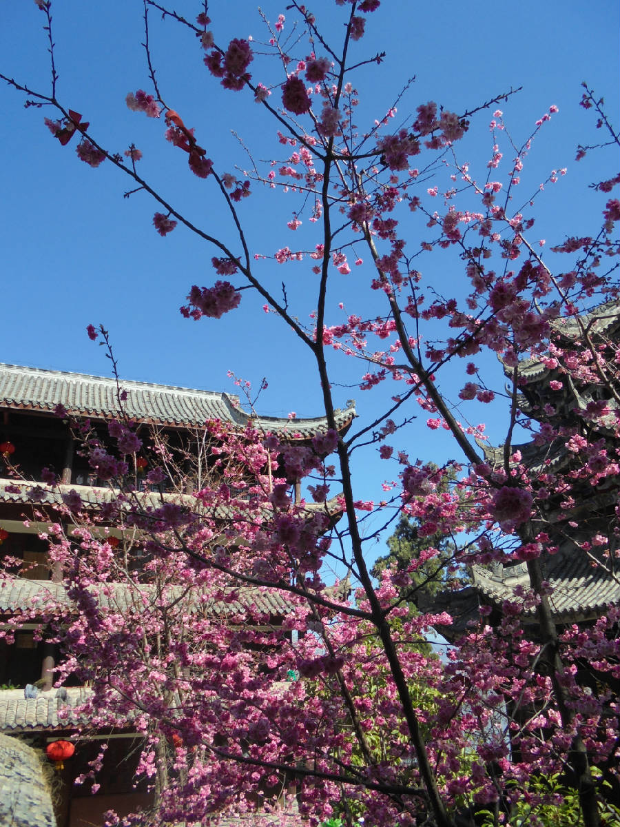 今又去泸山上的光福寺看樱花 再拍这又粉又白又红的美丽樱花!