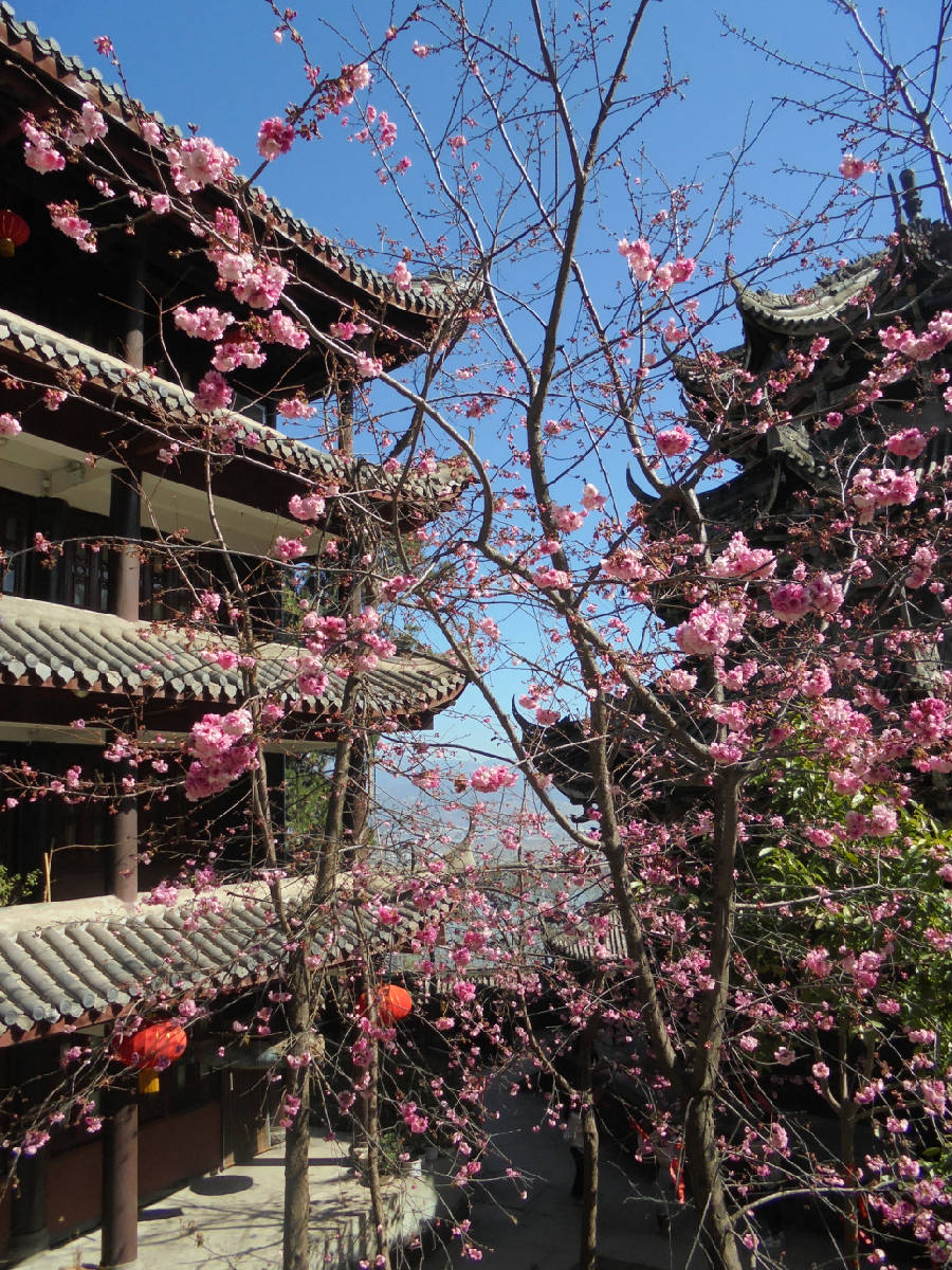 今又去泸山上的光福寺看樱花 再拍这又粉又白又红的美丽樱花!