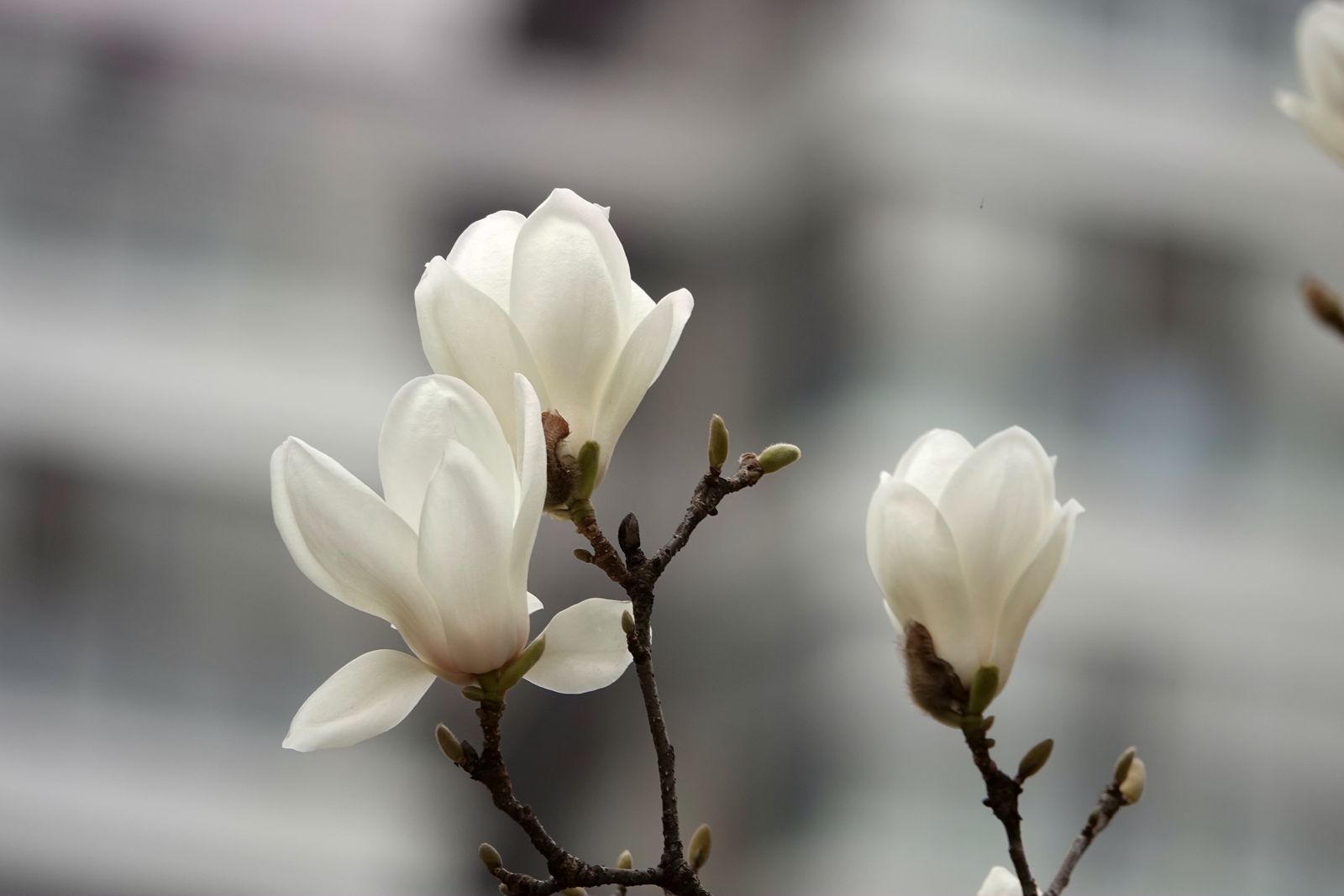 DSC08158_副本.jpg