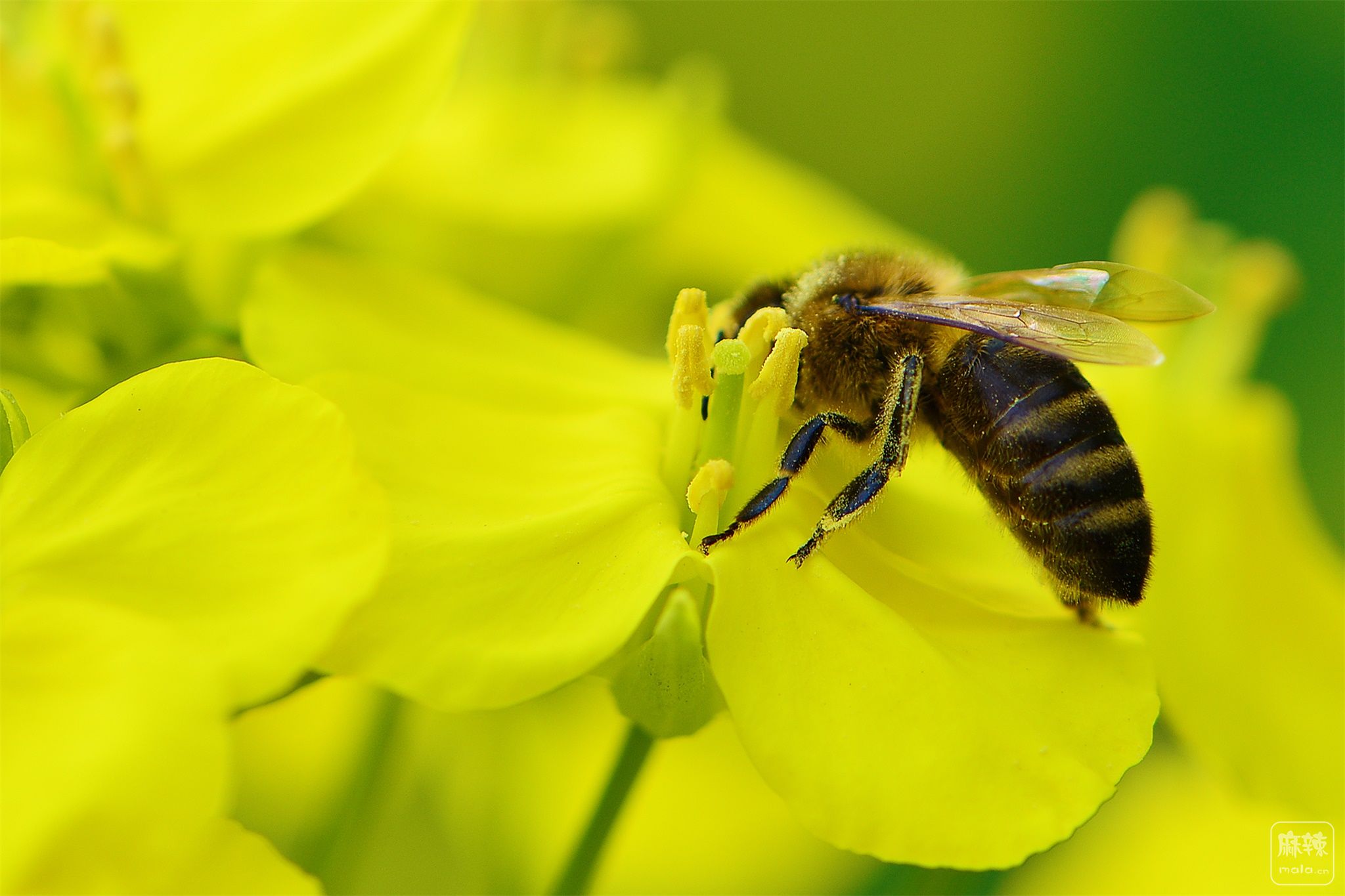 三月菜花香蜜蜂采蜜忙