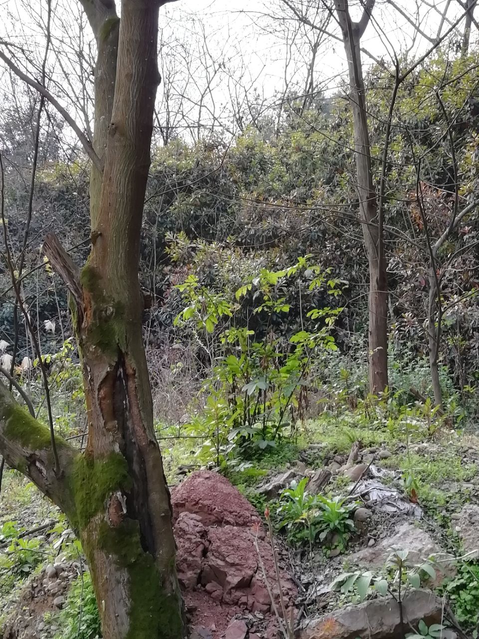20190309_6602488_1552125311991.jpg
