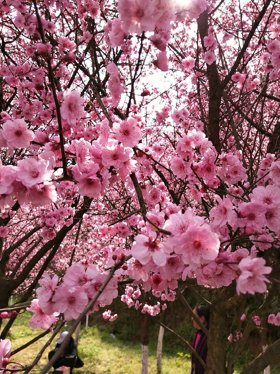 xs_1551591365101.jpg