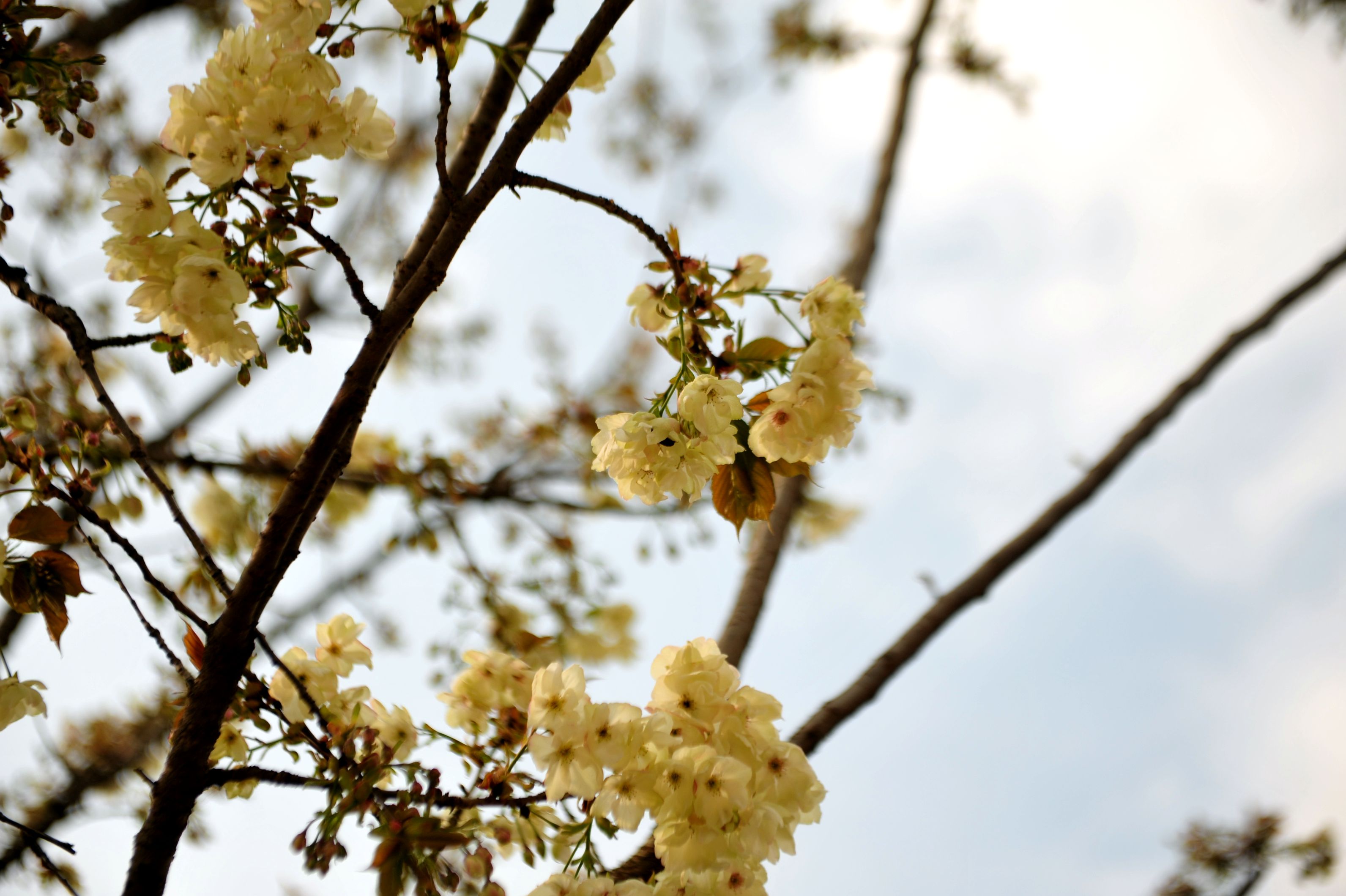DSC_0975_.jpg