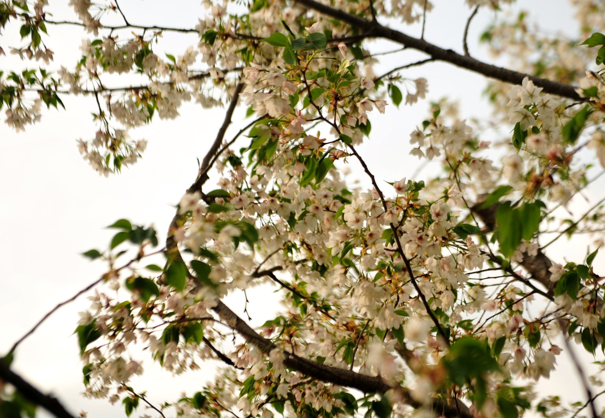 DSC_0980_.jpg