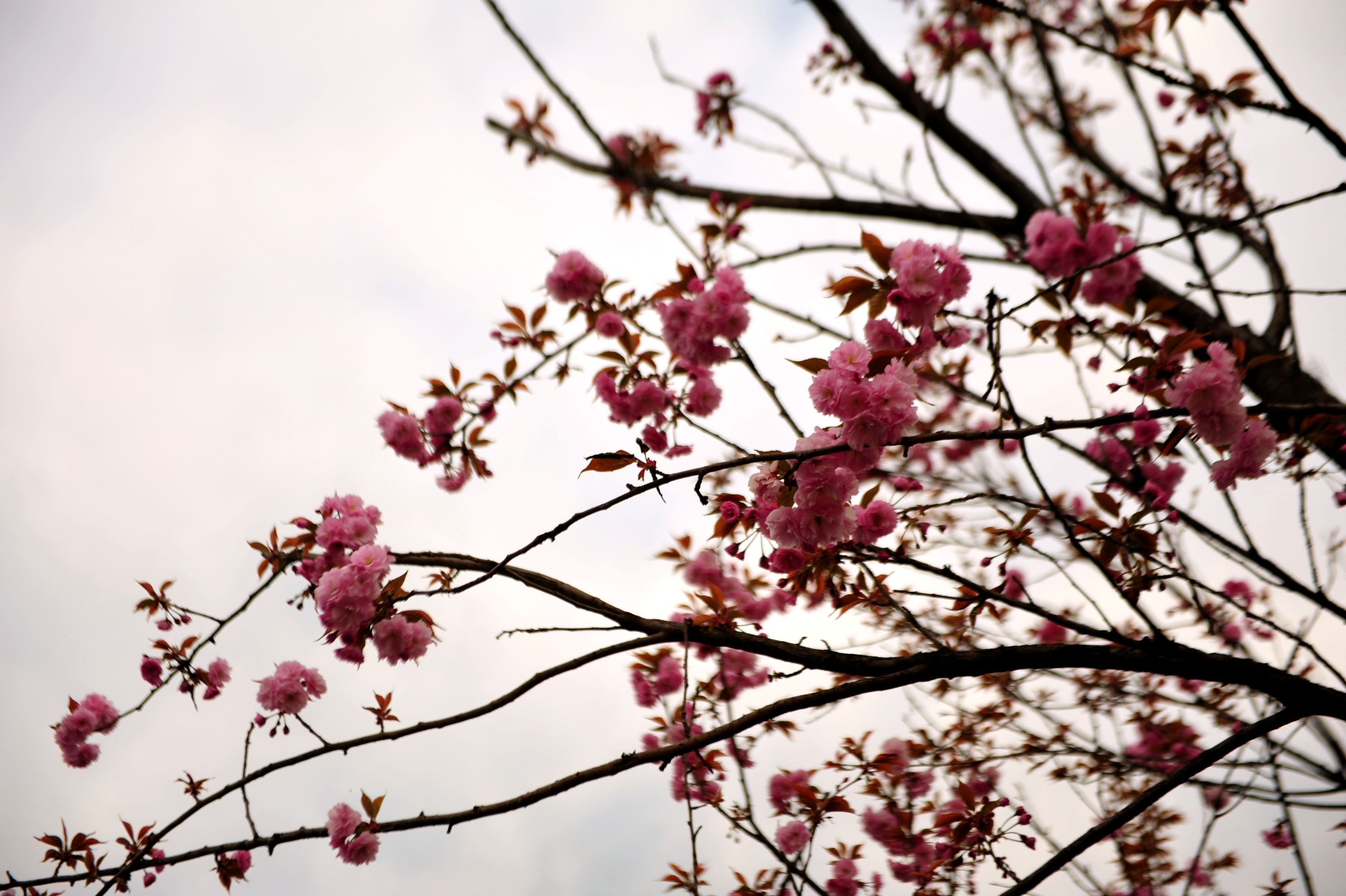 DSC_1003_.jpg
