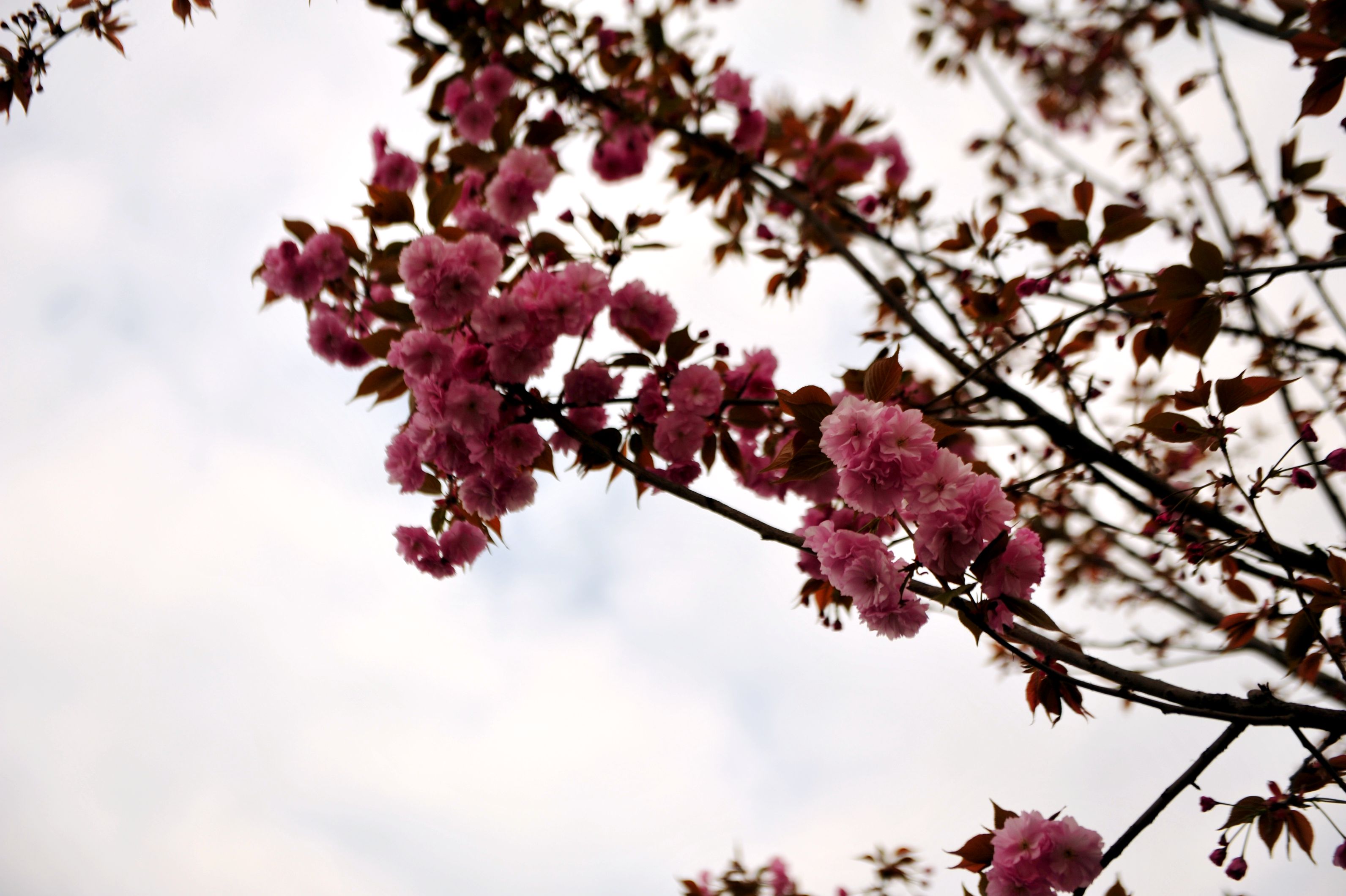 DSC_1006_.jpg