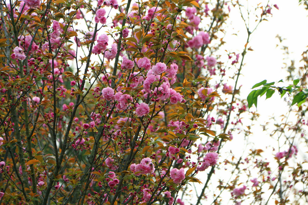 IMG_6464.JPG
