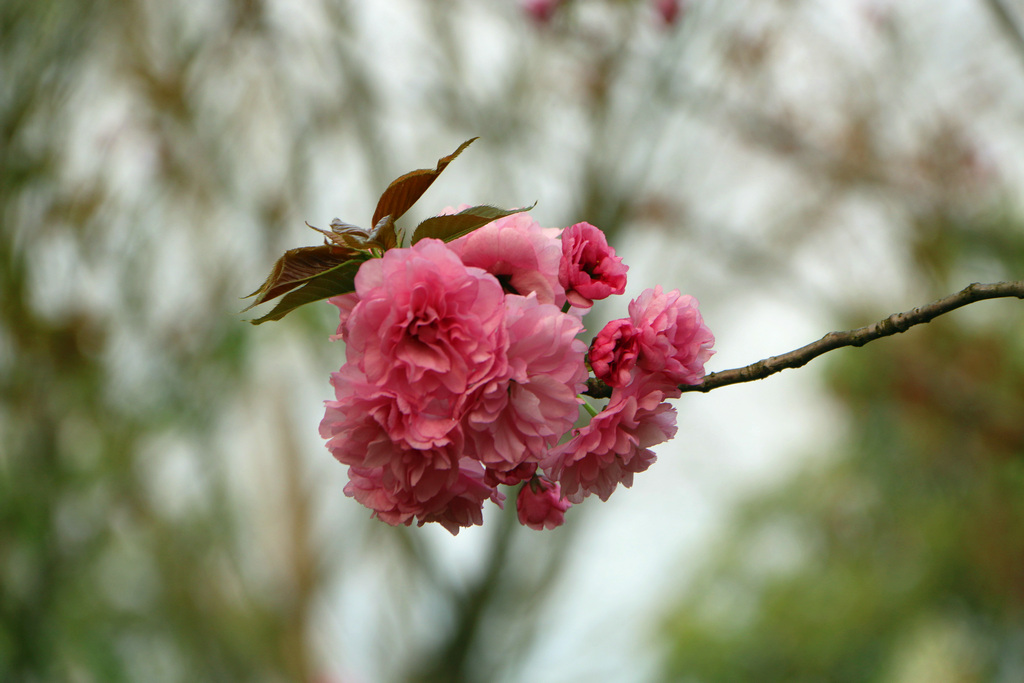 IMG_6489.JPG