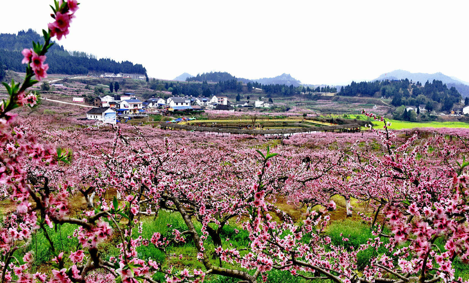 《桃花依旧笑春风》_9969 (1).JPG