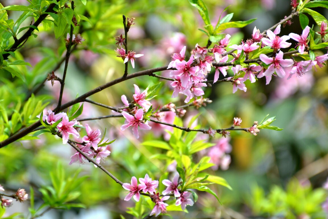 DSC_0002.JPG