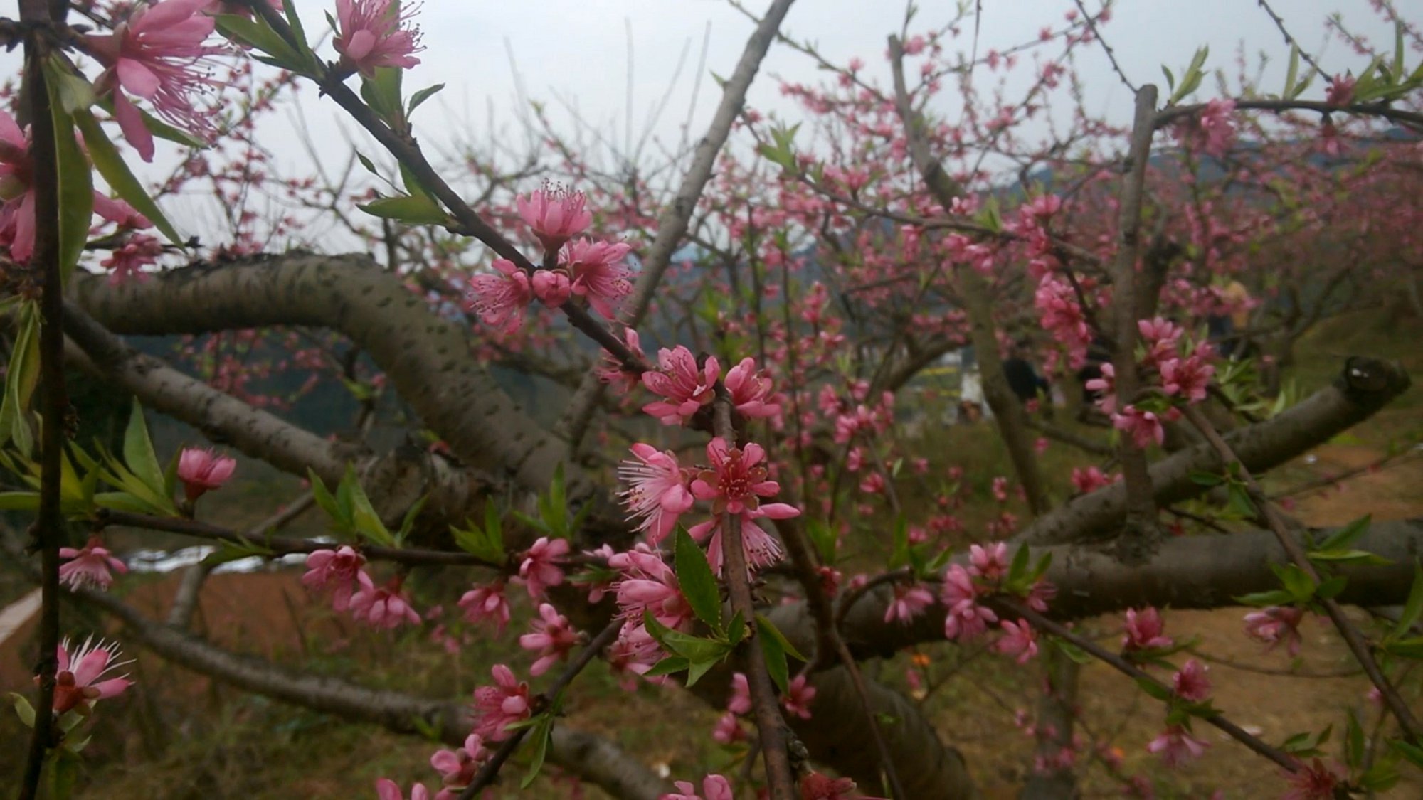VID_20190315_154756 2_Moment.jpg