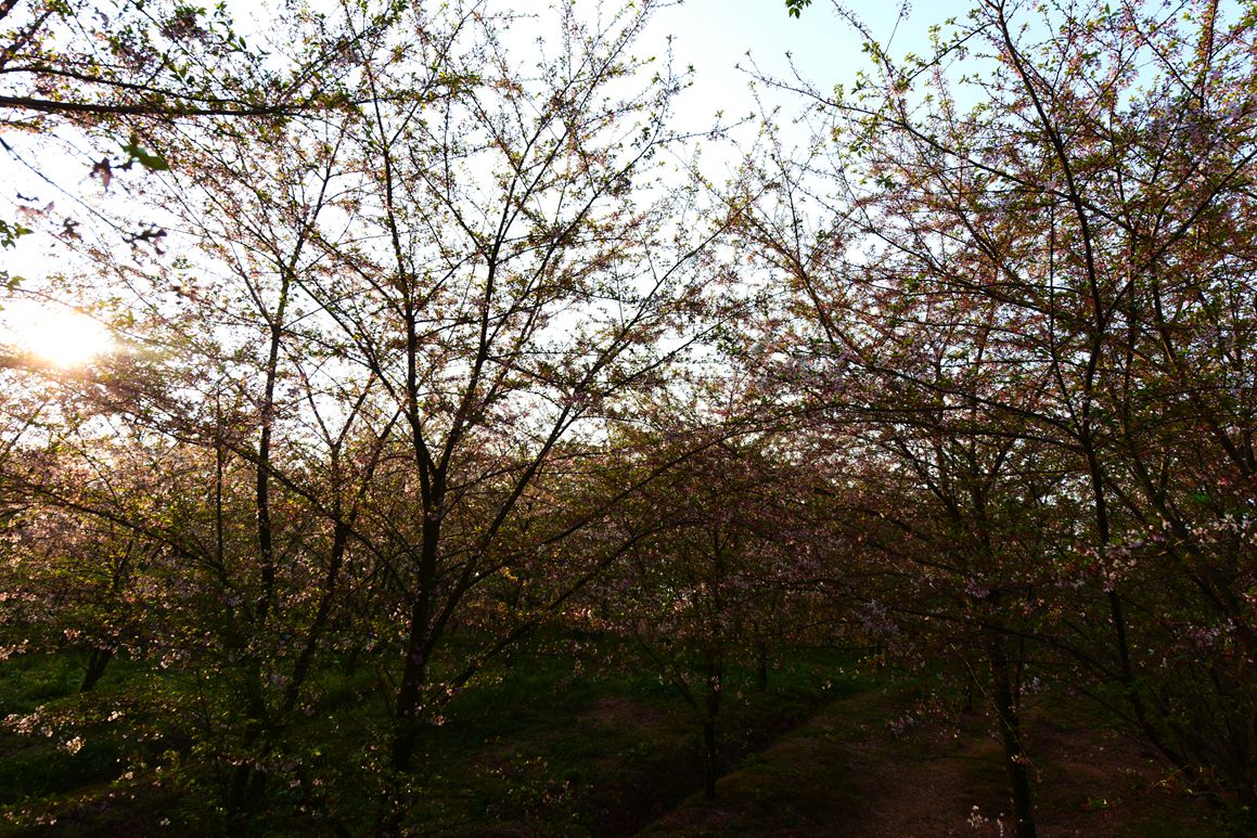 DSC_9623.JPG