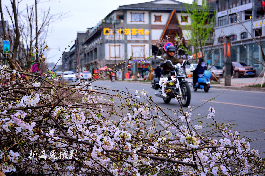 打造中的樱花大道—都江堰太平街