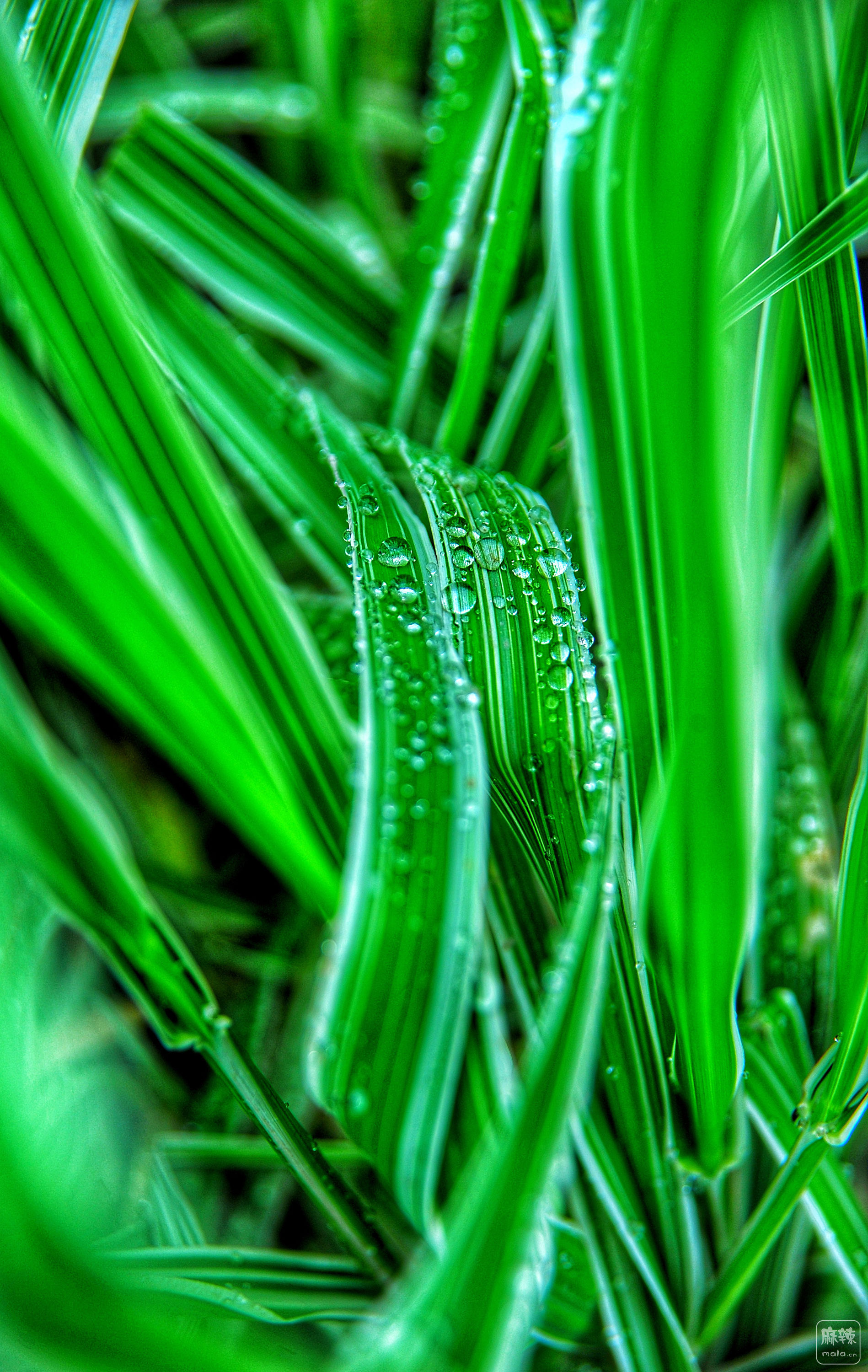DSC_5862-01.jpeg