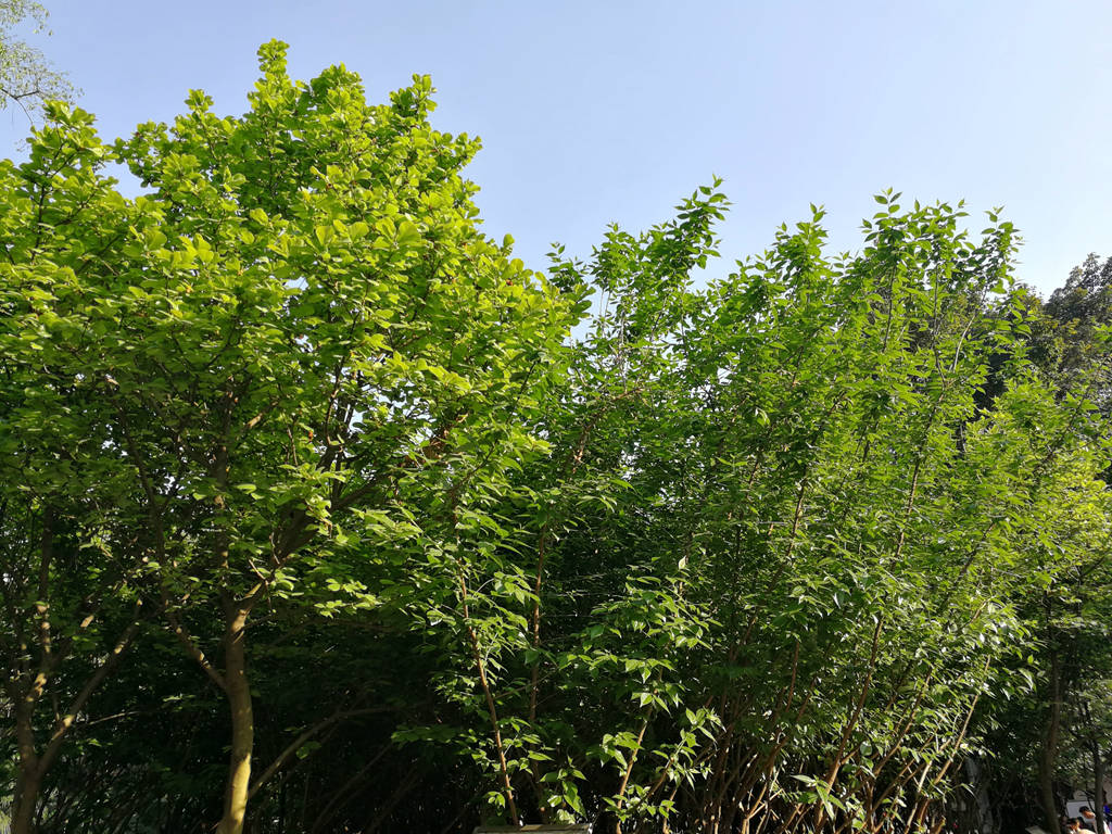 IMG_20190406_170813_副本.jpg