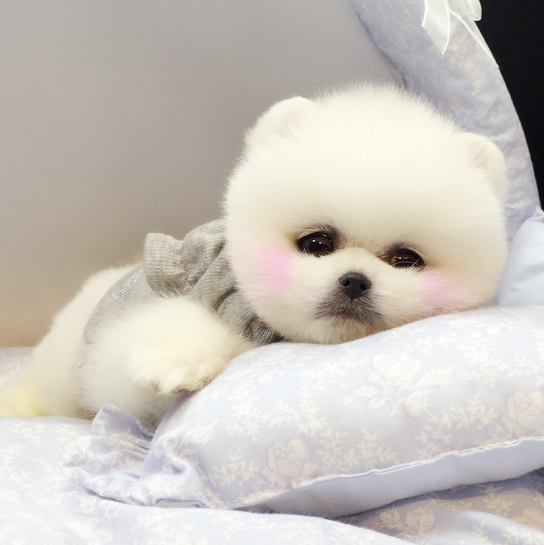 博美-成都宠物-麻辣社区 四川第一网络社区 你的言论 影响四川