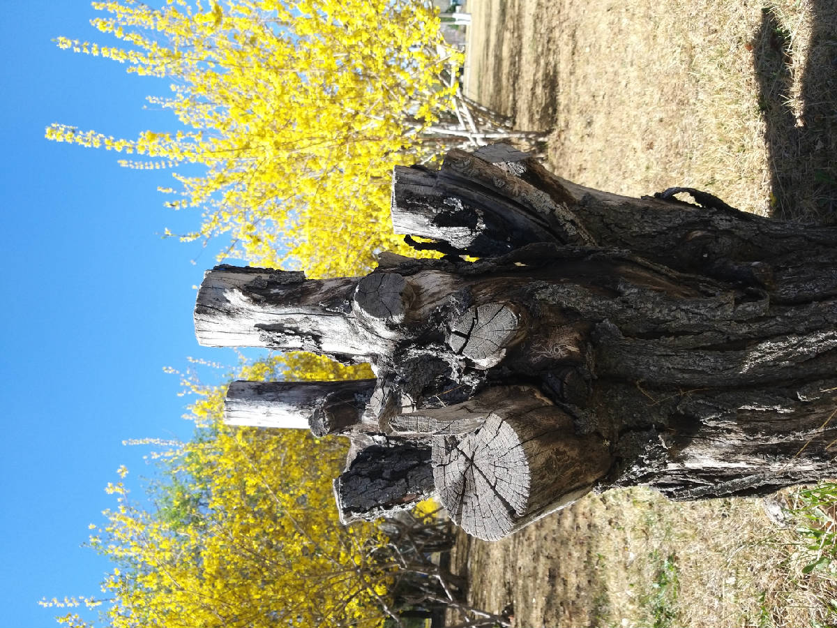 20190410_155359.jpg