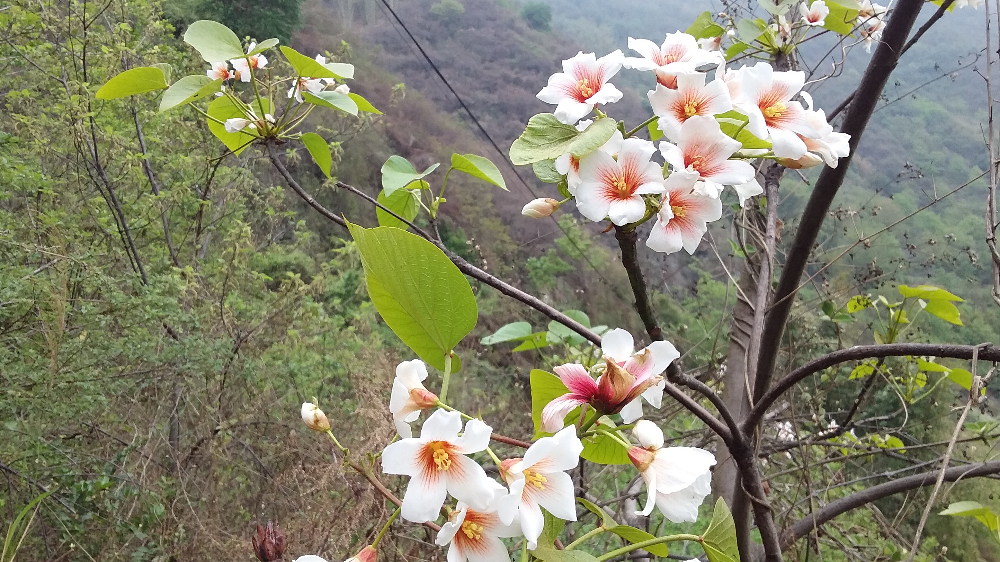 桐子树开花了