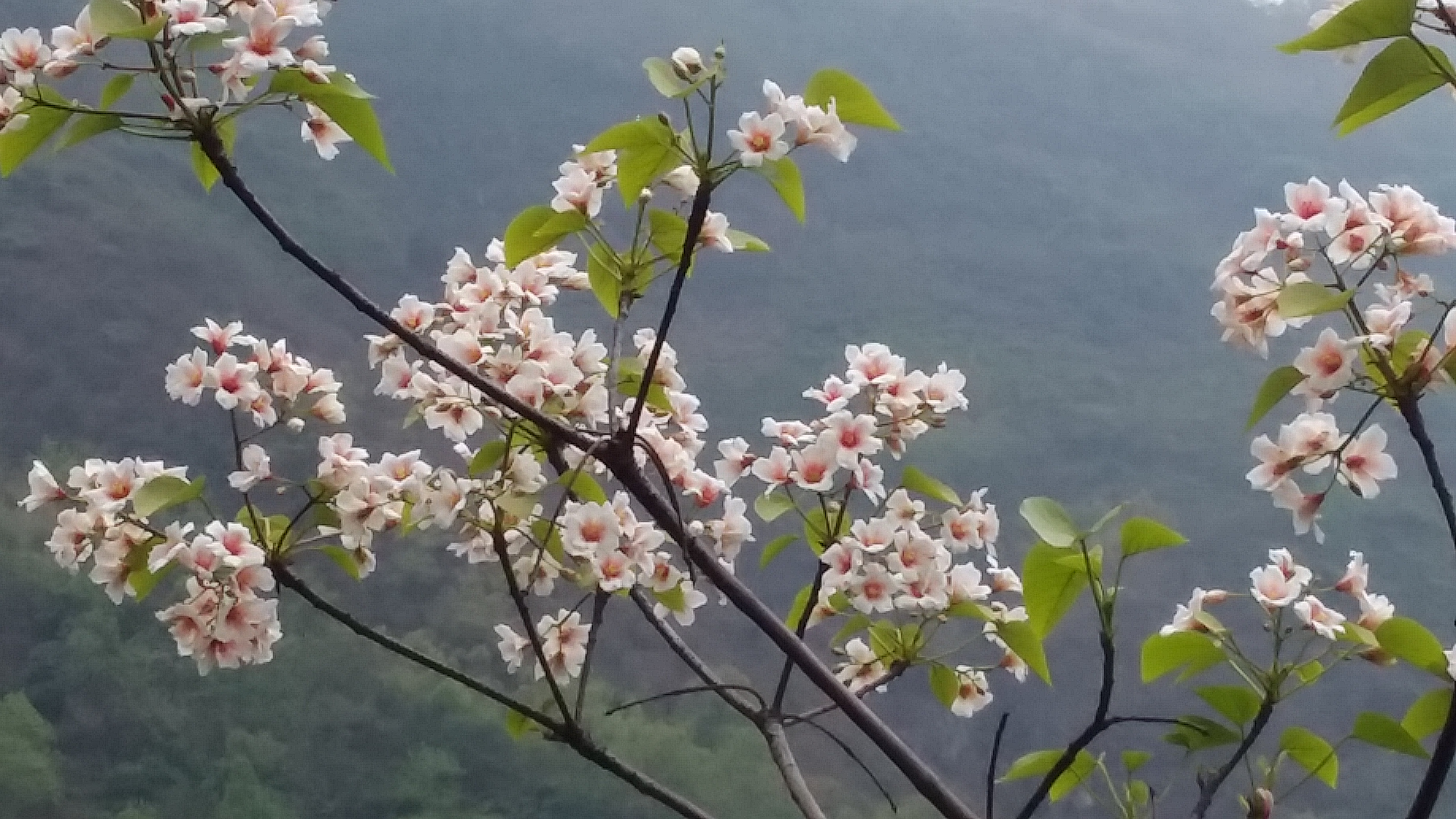 桐子树开花了