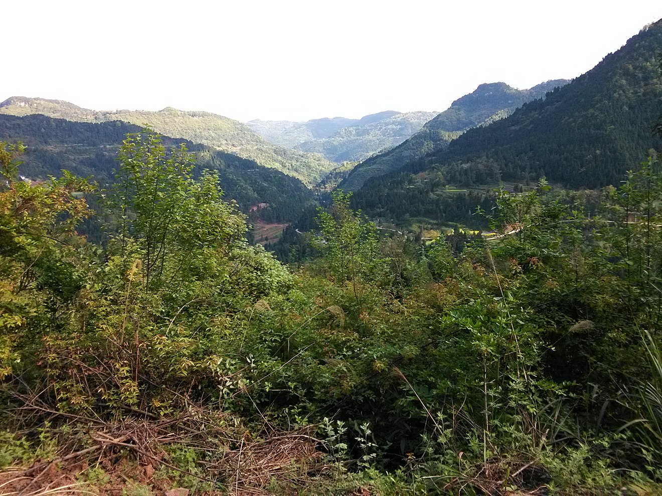 王俊雄山野幽居简谱图片