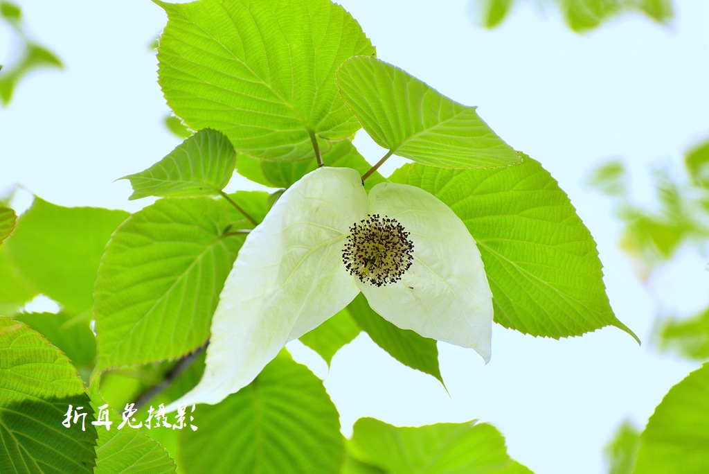 植物界的活化石都江堰龍池山上的珙桐鴿子花