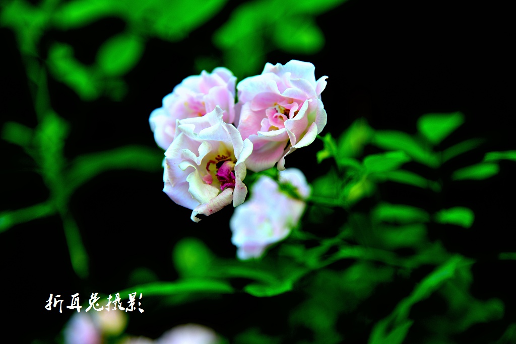 AAA_8701.jpg