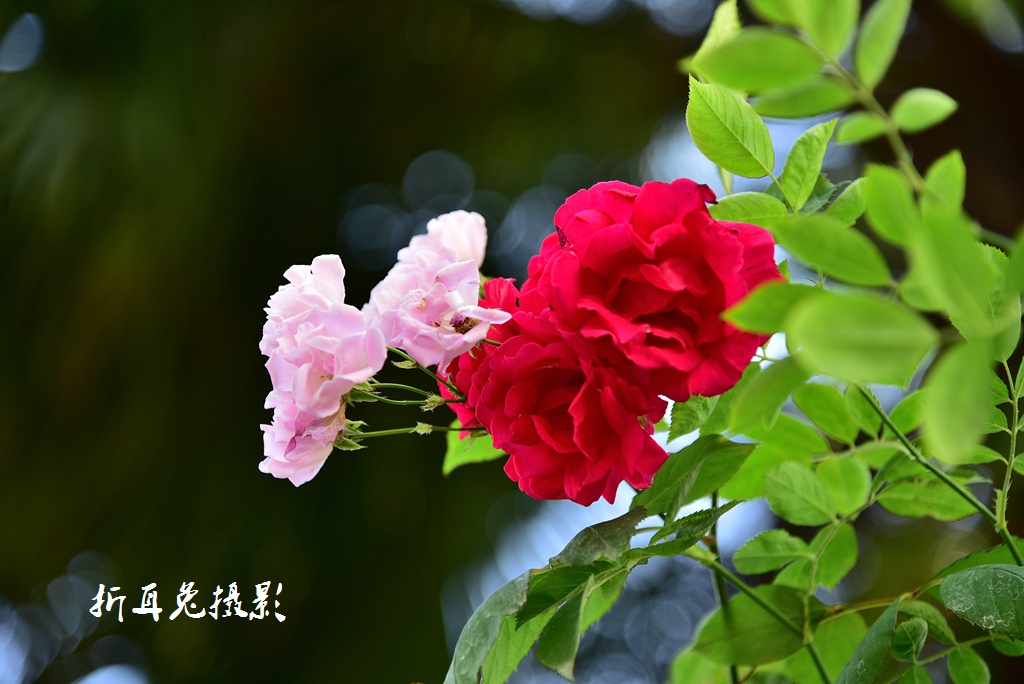 AAA_8768.jpg