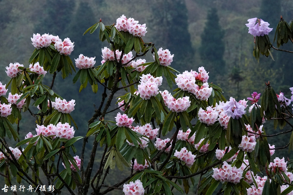 龙池杜鹃花印