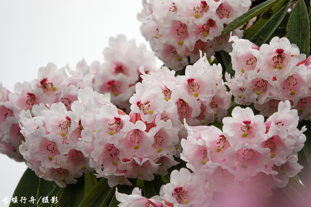 龙池杜鹃花印