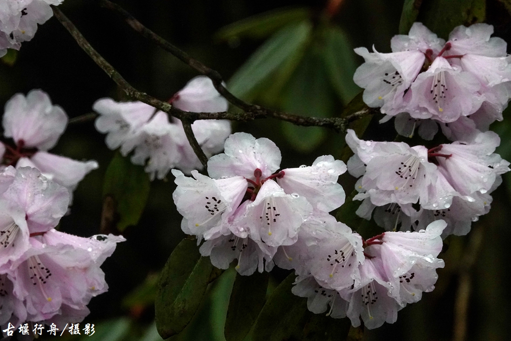 龙池杜鹃花印