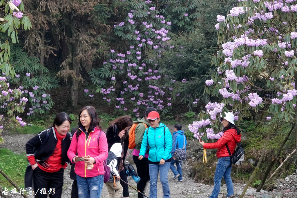 龙池杜鹃花印